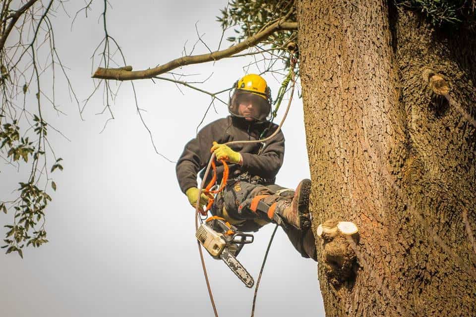 tree-surgeons-devon